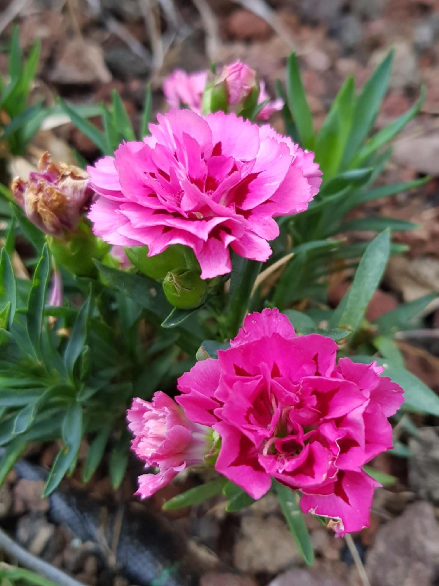 Nel Giardino Di Dafne Villa Стреза Екстериор снимка